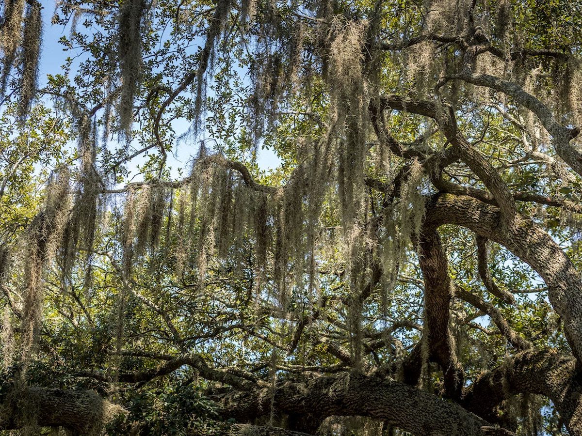 Tree branches with hanging leaves in Lithia, Florida