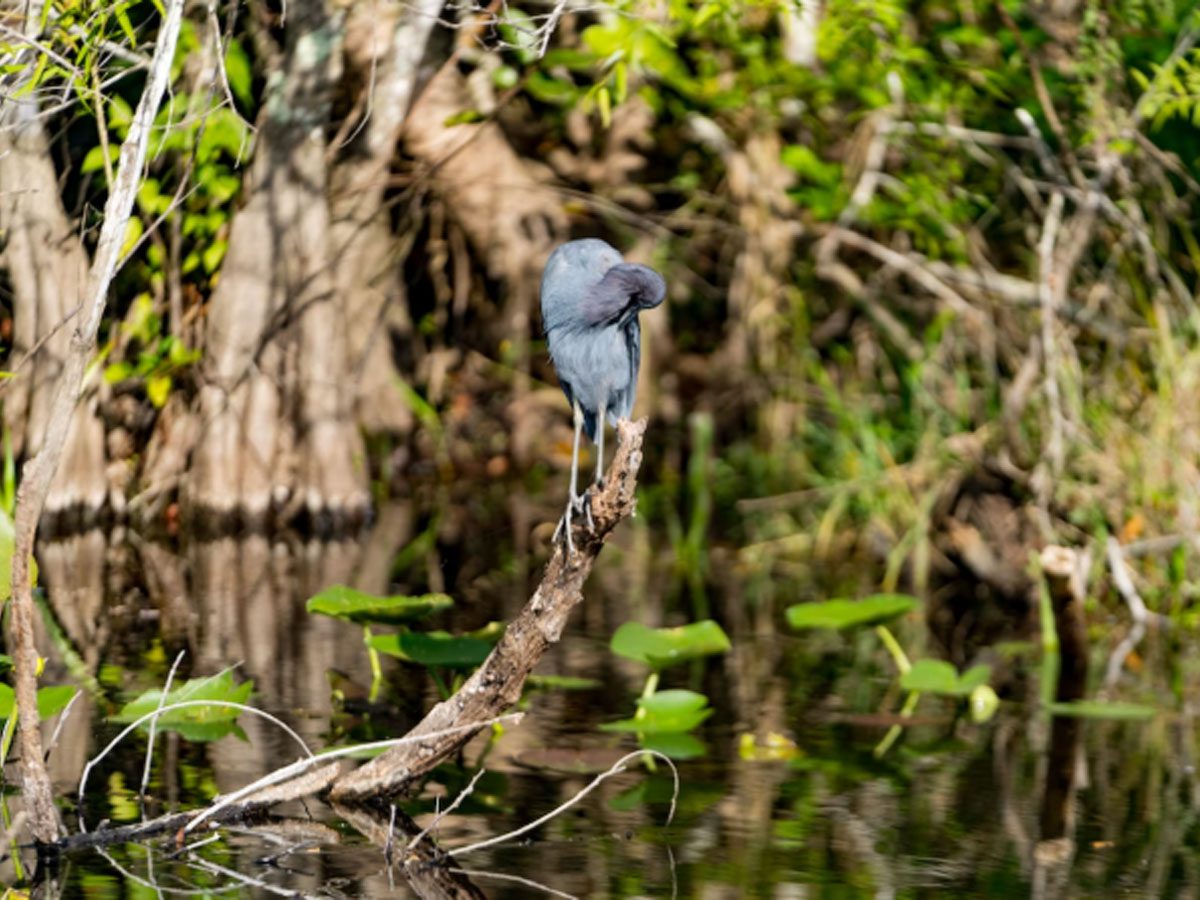 Bird standing on branch above lake in Fish Hawk, Lithia, Florida